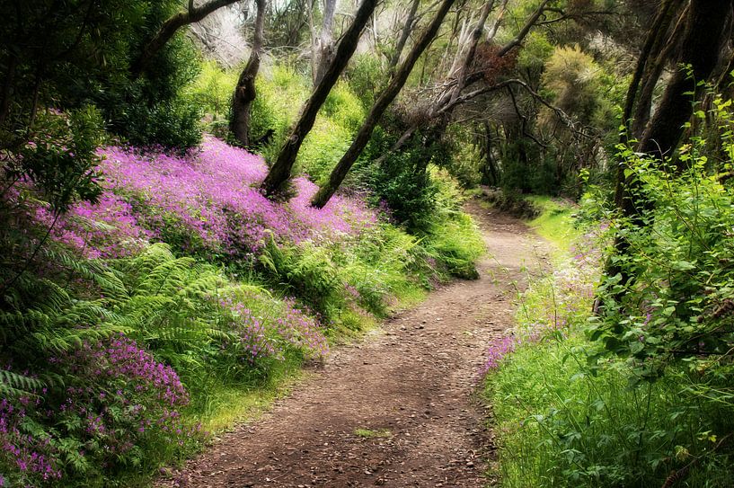 Sentier forestier dans la forêt des contes de fées de La Gomera par Max Steinwald