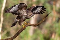 Buizerd tijdens landing