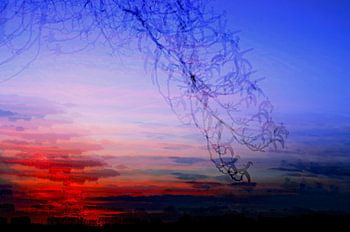 Tussen Bloesem en Avondrood