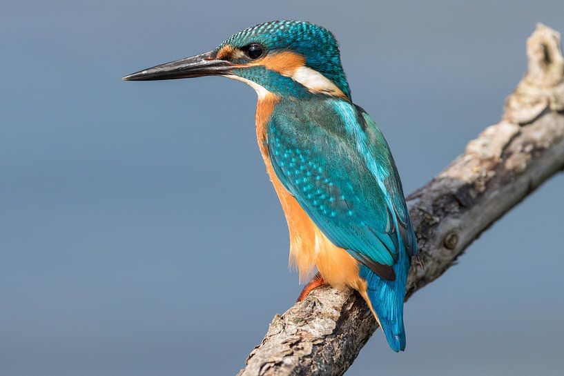 martin-pêcheur par Bas Groenendijk