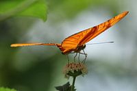 Orange butterfly on flower