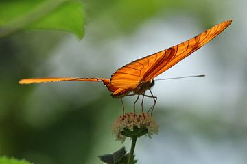 Oranje vlinder op bloem van Berg Photostore