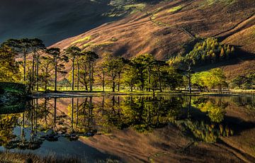 Buttermere Dennen, Lake District, Engeland van Adelheid Smitt