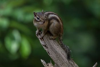 Siberian ground squirrel on a branch