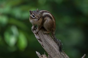 Siberian ground squirrel on a branch by Marc van Tilborg