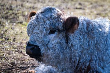 Une vue de la tête d'une magnifique vache' sur Andreas Völkel