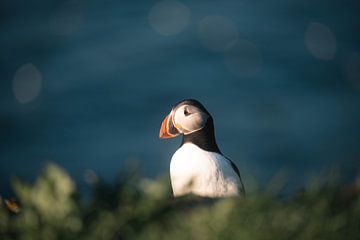 Macareux derrière un monticule | photographie de voyage | borgarfjörður eystri Islande sur Kimberley Jekel