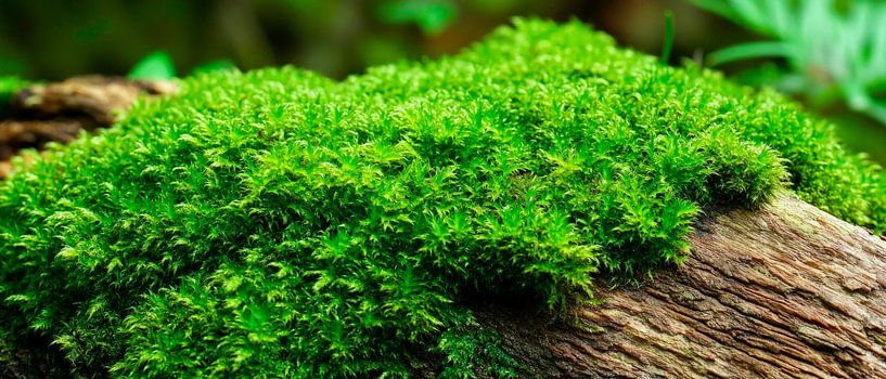 Moss on wood by Poster Art Shop