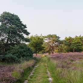 Rustig zandpad door heide von Frank Hoekzema