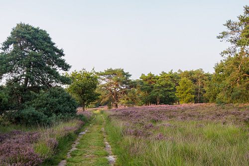 Rustig zandpad door heide