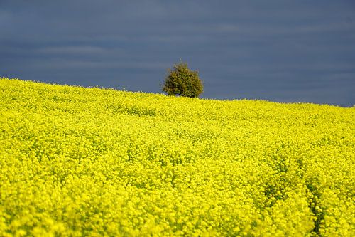 Rapeseed field under blue sky by Tineke Visscher