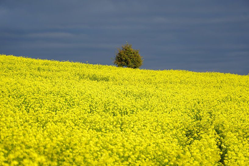 Rapsfeld unter blauem Himmel von Tineke Visscher