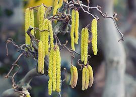 Tire-bouchon Hazel