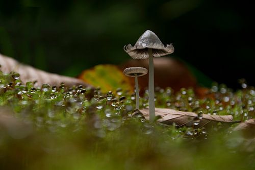 Paddenstoel en regendruppels