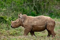 junges Nashorn