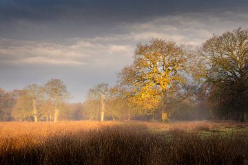 Smeerling, Onstwedde by Ton Drijfhamer