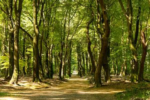 Arbres dansants Forêt de Speulder