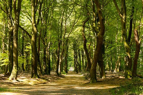 Tanzende Bäume Speulderwald