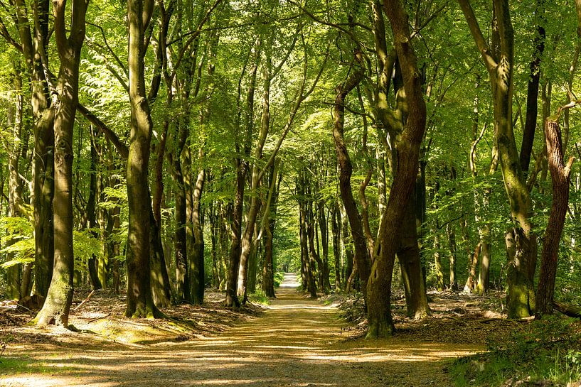 Dancing trees Speulder forest by SchumacherFotografie
