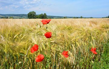 Rode klaprozen in korenveld  Vijlen Zuid-Limburg van My Footprints