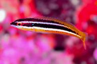 UNDERWATER ART - CURIS JULIS van LISA DC thumbnail