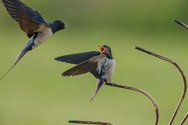 Barn Swallow