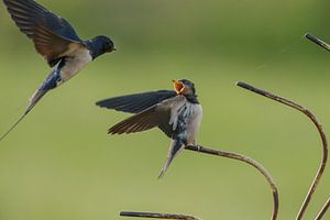 Jonge boerenzwaluw word gevoerd