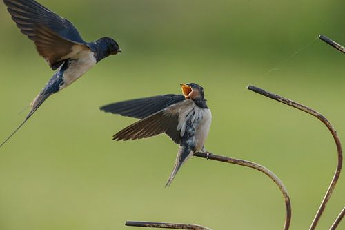 Barn Swallow