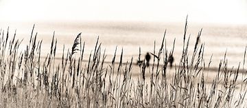 Harlingse strand van Richard Kamphuis