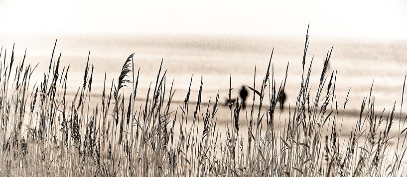 Strand von Harlingen von Richard Kamphuis