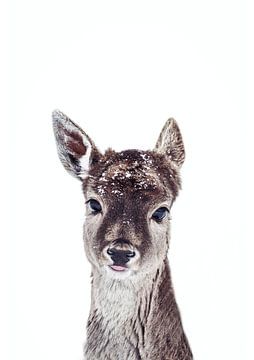 Fawn Fiona van Monika Strigel
