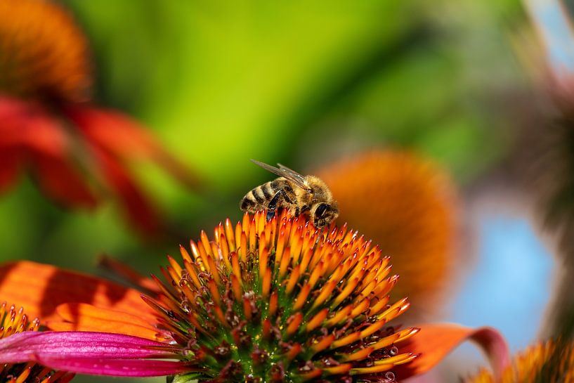 Photo macro d'un coneflower et d'une abeille par ManfredFotos