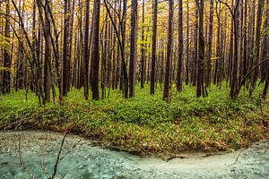 Trees von Bas Rutgers