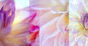 dahlia
