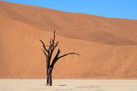 Deadvlei, skeletten van bomen in een desolaat duinenlandschapDeadvlei / Dodevlei: een witte kleivlak
