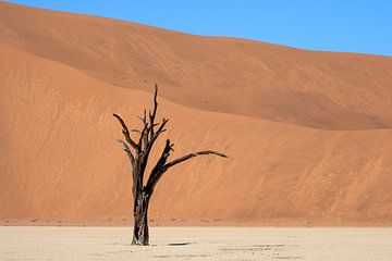 Deadvlei, Baumskelette in einer trostlosen DünenlandschaftDeadvlei / Dodevlei: eine weiße Lehmebene von Nicolas Vangansbeke