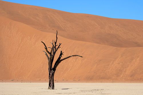 Deadvlei, Baumskelette in einer trostlosen DünenlandschaftDeadvlei / Dodevlei: eine weiße Lehmebene