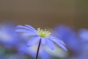 Natuurlijk stilleven met een anemone blue shades sur John van de Gazelle