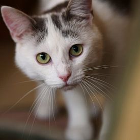 Curious cat by Edwin Arendts