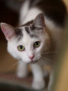 Nieuwsgierige kat