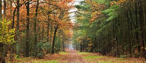 Herfstwandeling van Corinne Welp