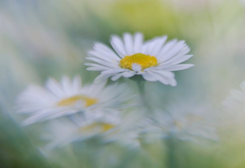 Gänseblümchen von Remco loeffen