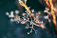 Blumen im Winter mit Frost und eisiger Atmosphäre mit sonnigem, warmem Licht. Goldene Stunde im Dezember