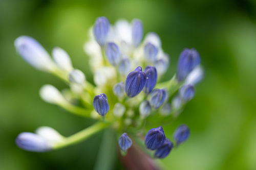 Close up of buds of blue agapanthus