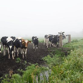 Koeien in de Mist van Charlene van Koesveld