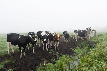 Vaches dans la brume sur Charlene van Koesveld