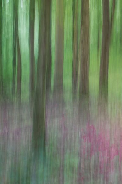 Une forêt mouvementée par Kris Hermans