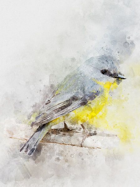 Nos amis à plumes : le gobe-mouche à ventre d'or par Christian Müringer