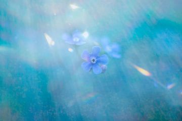 forget me not blue by Ribbi