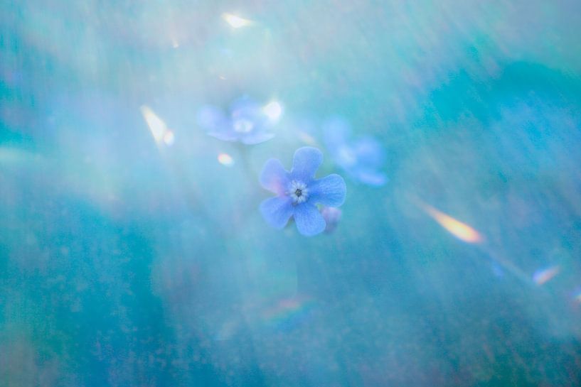 forget me not blue by Ribbi